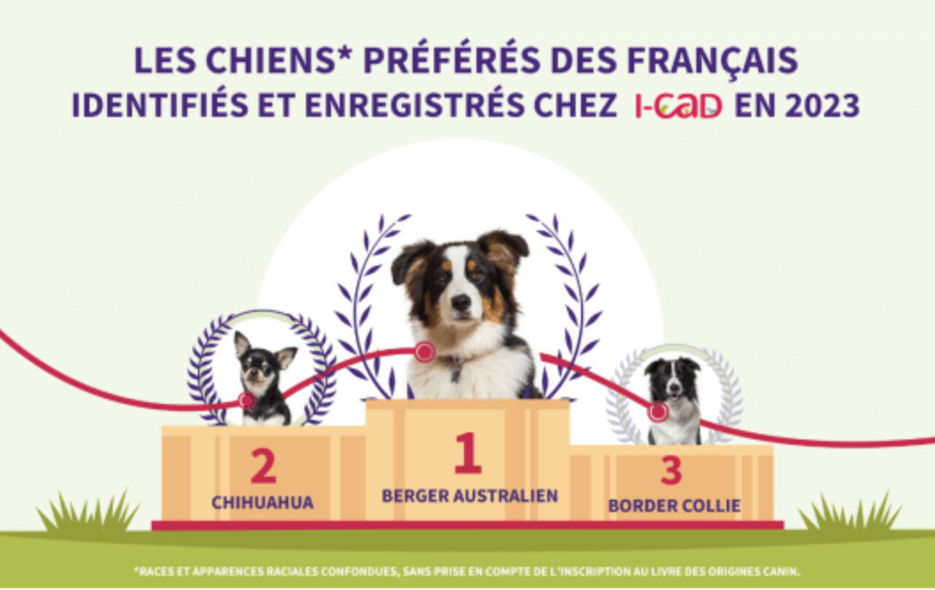 Lire la suite à propos de l’article Les classements des chiens et des chats préférés des Français en 2023