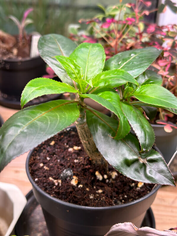 Impatiens kerriae, Balsaminacées, plante d'intérieur, Paris 19e (75)