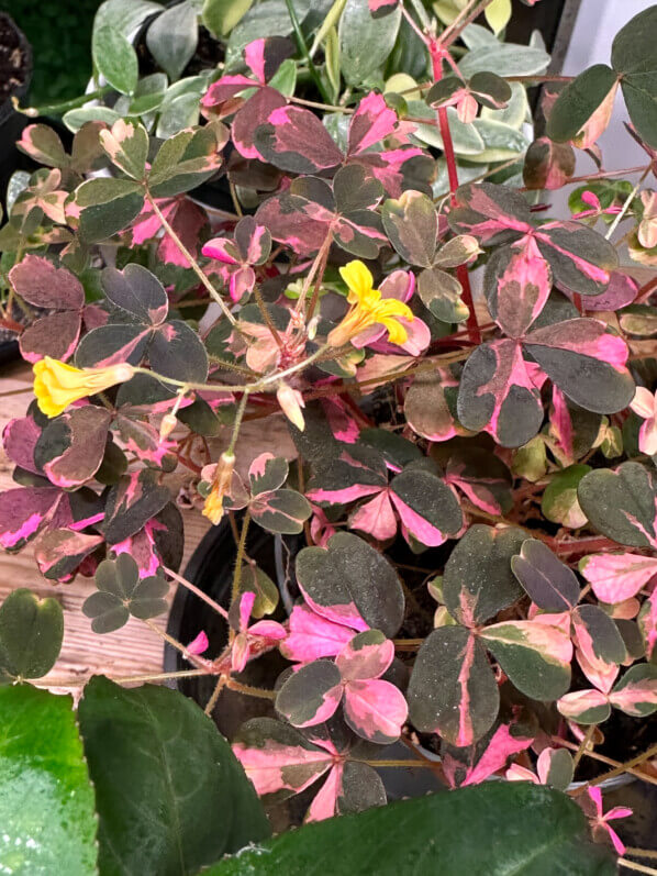 Oxalis vulcanicola ‘Plum Crazy’, plante d'intérieur, Paris 19e (75)