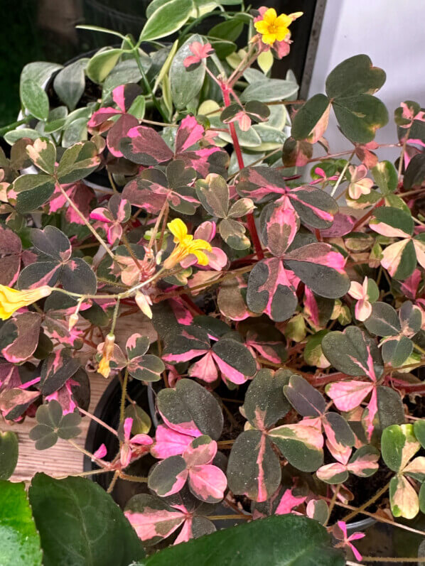 Oxalis vulcanicola ‘Plum Crazy’, plante d'intérieur, Paris 19e (75)