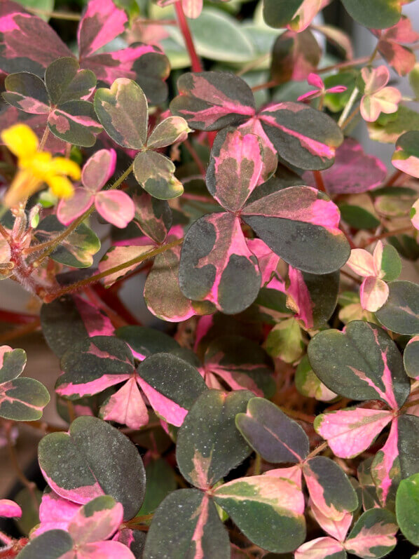 Oxalis vulcanicola ‘Plum Crazy’, plante d'intérieur, Paris 19e (75)