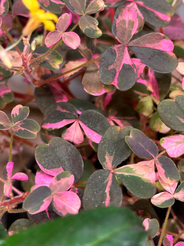 Oxalis vulcanicola ‘Plum Crazy’, plante d'intérieur, Paris 19e (75)