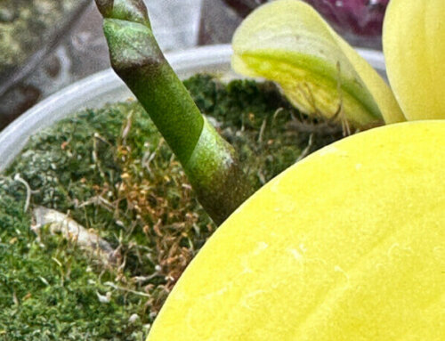 Mon phalaenopsis à feuillage panaché en demi lune prépare une nouvelle floraison