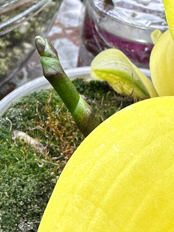 Lire la suite à propos de l’article Mon phalaenopsis à feuillage panaché en demi lune prépare une nouvelle floraison