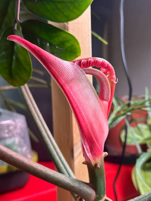 Lire la suite à propos de l’article Nouvelle feuille rose fluo pour mon Philodendron tortum (Araceae)