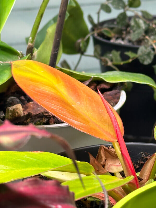 Lire la suite à propos de l’article Jeune philodendron multicolore
