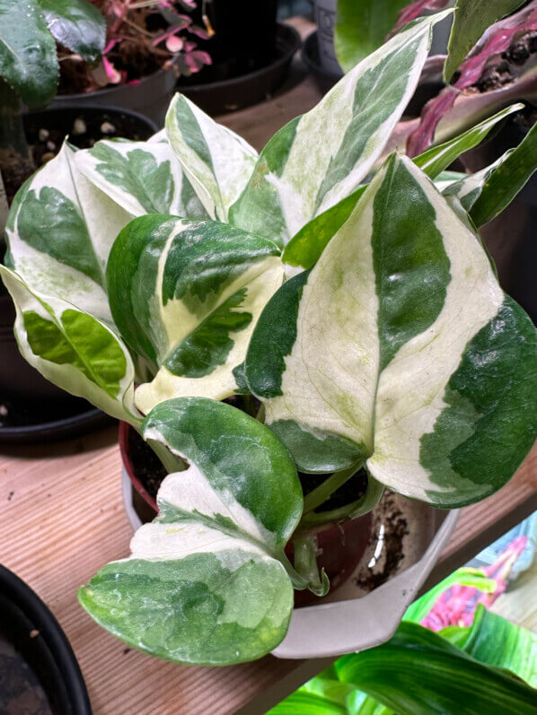 Pothos, Epipremnum aureum 'Glacier', Aracea, plante d'intérieur, Paris 19e (75)