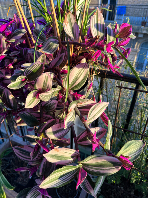 Tradescantia 'Nanouk', soleil matinal en hiver sur mon balcon parisien, Paris 19e (75)