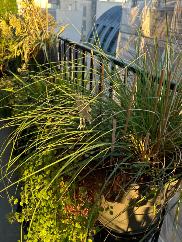 Soleil matinal en hiver sur mon balcon parisien, Paris 19e (75)