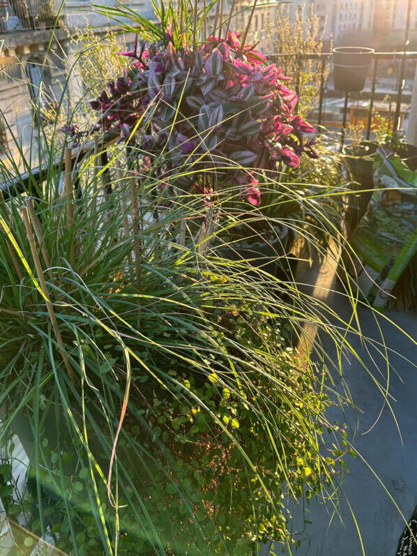 Soleil matinal en hiver sur mon balcon parisien, Paris 19e (75)