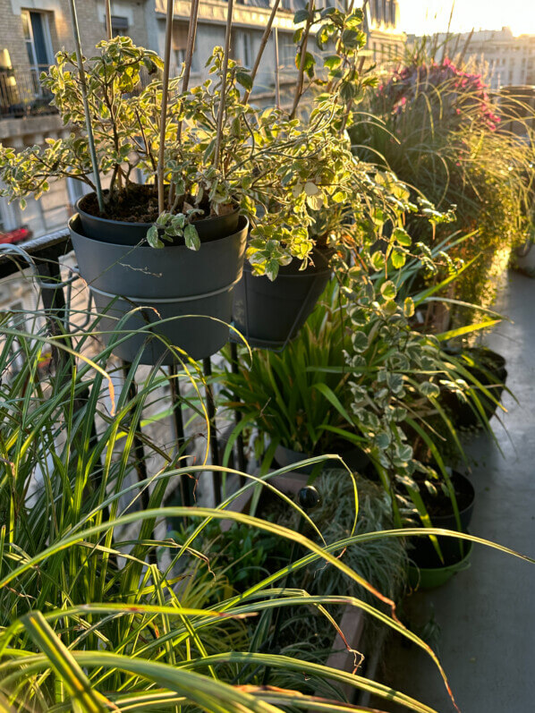 Soleil matinal en hiver sur mon balcon parisien, Paris 19e (75)