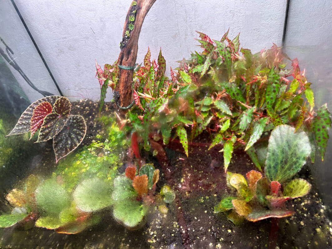 Lire la suite à propos de l’article Trio de bégonias tachetés dans un grand terrarium