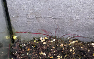 Racines de Begonia chlorosticta, plante d'intérieur, terrarium, Paris 19e (75)
