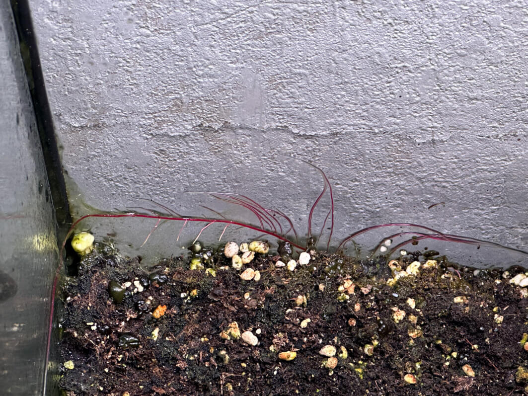Lire la suite à propos de l’article Quand les racines du Begonia chlorosticta s’aventurent hors du substrat dans un terrarium