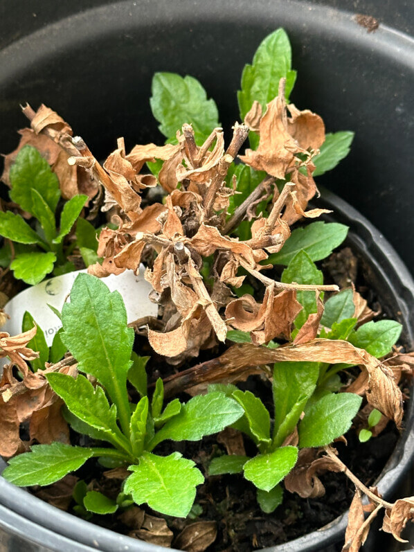 Nouvelles feuilles d'aster en hiver sur mon balcon parisien, Paris 19e (75)