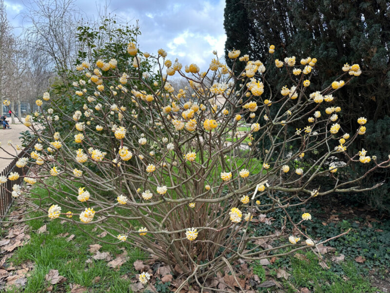 Edgeworthia chrysantha en hiver dans le Jardin des Plantes, Paris 5e (75)