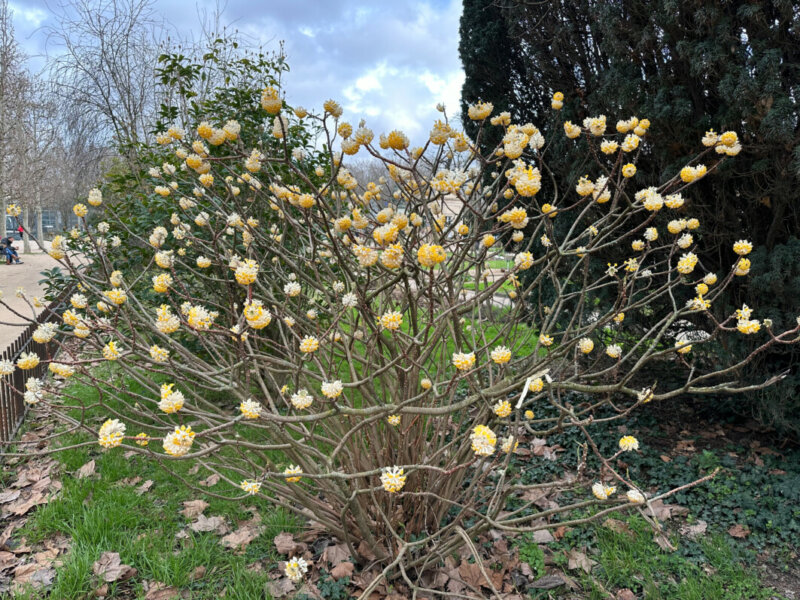 Edgeworthia chrysantha en hiver dans le Jardin des Plantes, Paris 5e (75)
