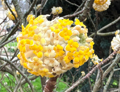 Les bouquets de fleurs d’or du buisson à papier