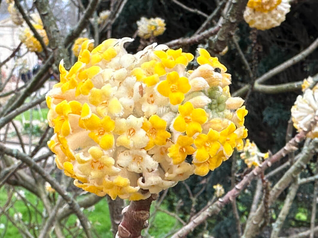 Lire la suite à propos de l’article Les bouquets de fleurs d’or du buisson à papier