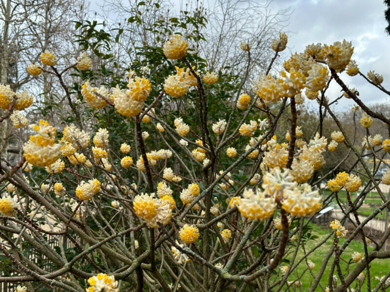 Edgeworthia chrysantha en hiver dans le Jardin des Plantes, Paris 5e (75)