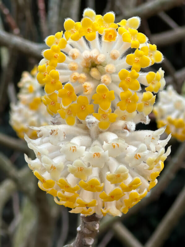 Edgeworthia chrysantha en hiver dans le Jardin des Plantes, Paris 5e (75)