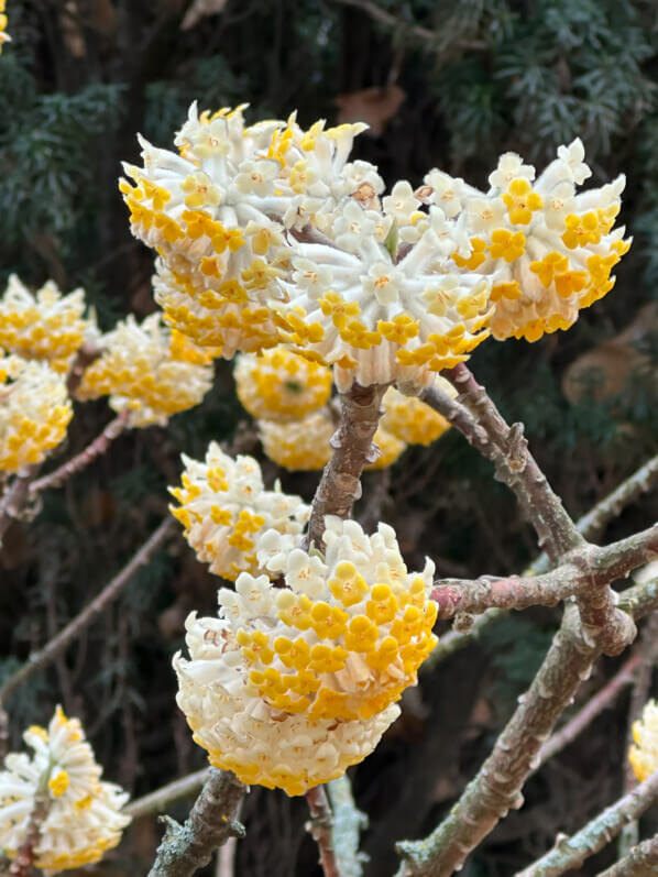 Edgeworthia chrysantha en hiver dans le Jardin des Plantes, Paris 5e (75)