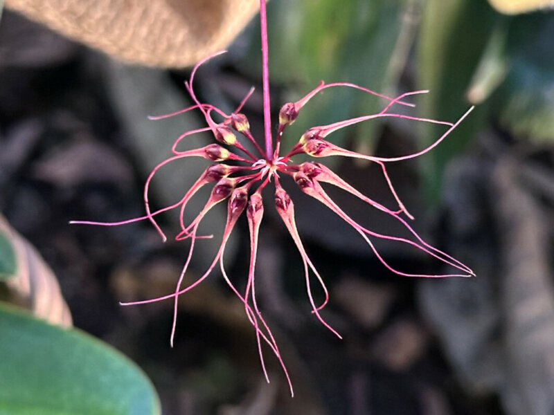 Bulbophyllum gracillimum, orchidée, Orchidacées, exposition Mille et une orchidées, Grande serre, Jardin des Plantes, Paris 5e (75)