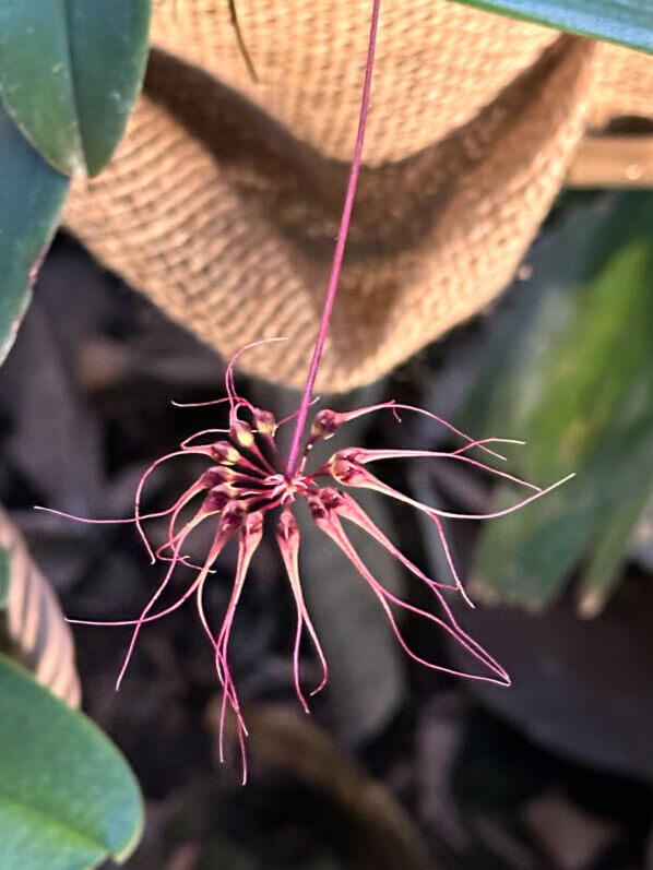 Bulbophyllum gracillimum, orchidée, Orchidacées, exposition Mille et une orchidées, Grande serre, Jardin des Plantes, Paris 5e (75)