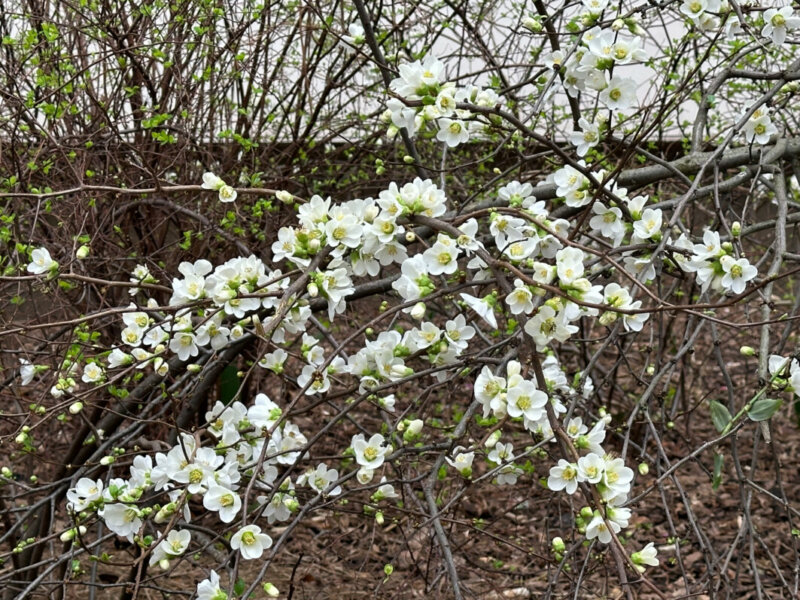 Cognassier du Japon, Chaenomeles speciosa 'Nivalis', en hiver dans Paris 19e (75)