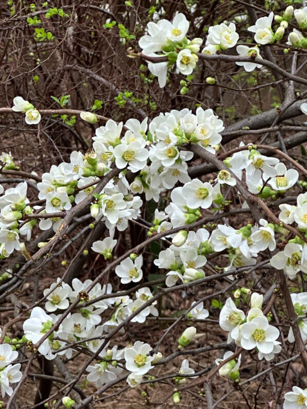 Cognassier du Japon, Chaenomeles speciosa 'Nivalis', en hiver dans Paris 19e (75)