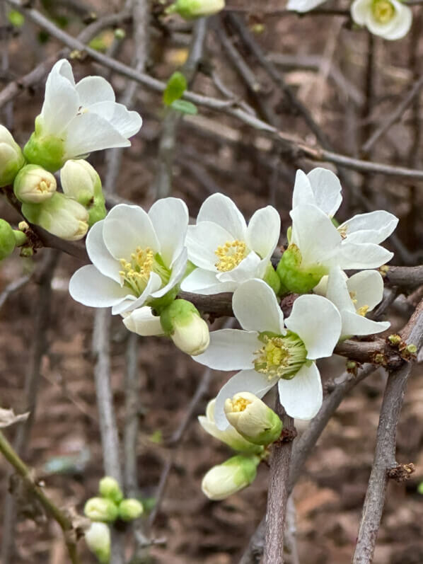 Lire la suite à propos de l’article La belle floraison immaculée du Chaenomeles speciosa ‘Nivalis’