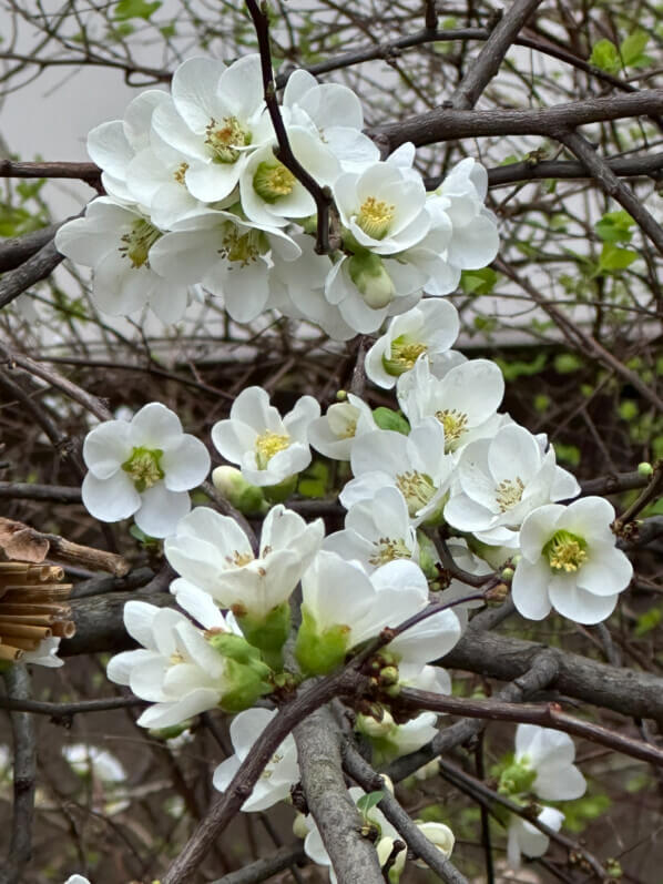 Cognassier du Japon, Chaenomeles speciosa 'Nivalis', en hiver dans Paris 19e (75)