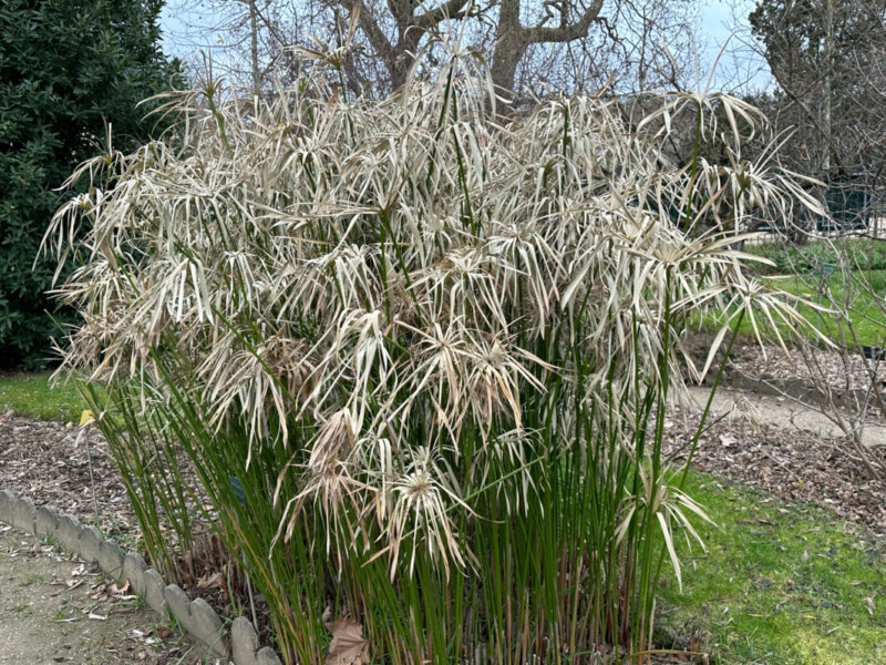 Souchet à feuilles alternes (Cyperus alternifolius) en hiver dans le Jardin des plantes, Paris 5e (75)