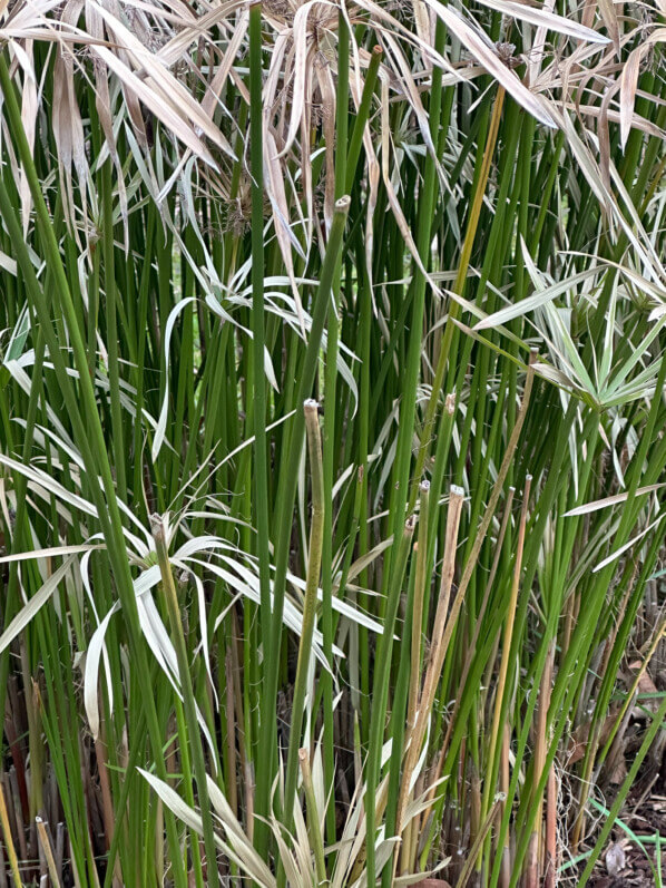 Souchet à feuilles alternes (Cyperus alternifolius) en hiver dans le Jardin des plantes, Paris 5e (75)