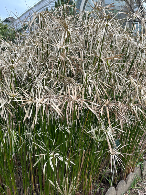 Souchet à feuilles alternes (Cyperus alternifolius) en hiver dans le Jardin des plantes, Paris 5e (75)