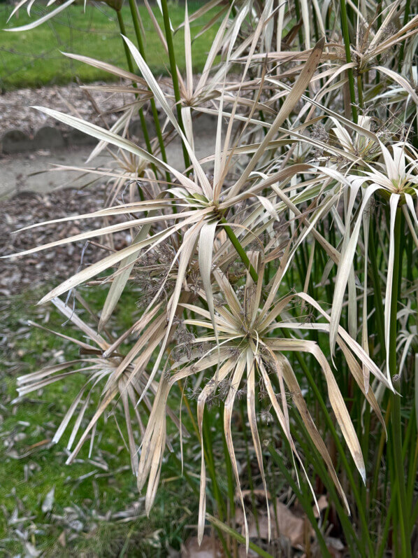 Souchet à feuilles alternes (Cyperus alternifolius) en hiver dans le Jardin des plantes, Paris 5e (75)