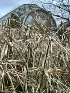 Lire la suite à propos de l’article Souchet à feuilles alternes acclimaté en plein air dans le Jardin des Plantes de Paris
