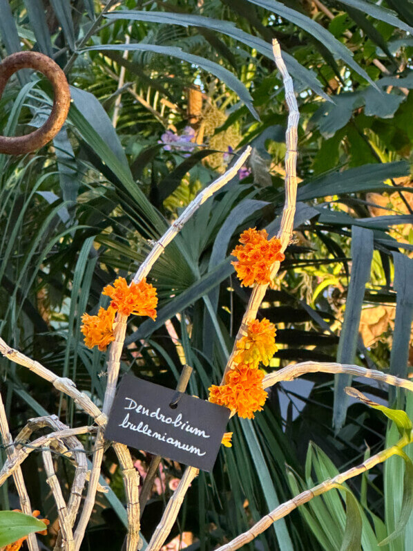Dendrobium bullenianum, Orchidacées, exposition Mille et une orchidées, Grande serre, Jardin des Plantes, Paris 5e (75)