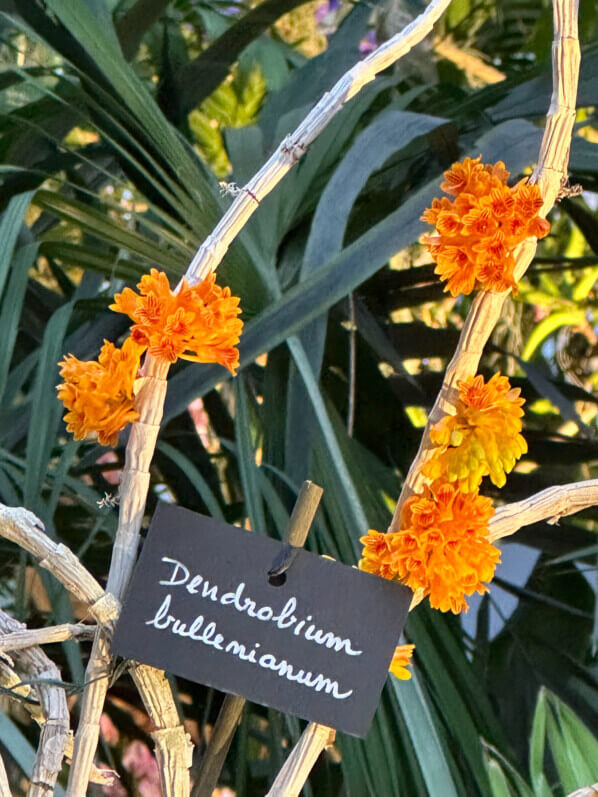Dendrobium bullenianum, Orchidacées, exposition Mille et une orchidées, Grande serre, Jardin des Plantes, Paris 5e (75)