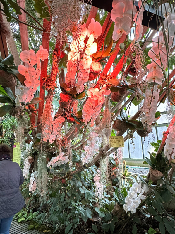 Exposition Mille et une orchidées, Grande serre, Jardin des Plantes, Paris 5e (75)