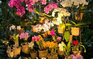 Exposition Mille et une orchidées, Grande serre, Jardin des Plantes, Paris 5e (75)