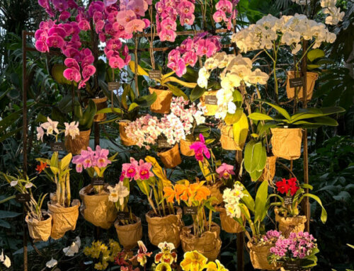 Exposition florale Mille & une orchidées du 8 février au 4 mars 2024