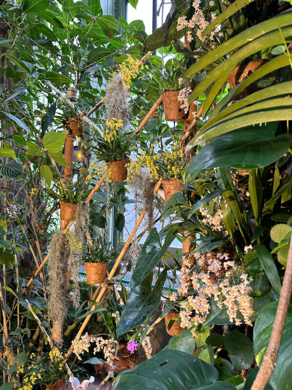 Exposition Mille et une orchidées, Grande serre, Jardin des Plantes, Paris 5e (75)