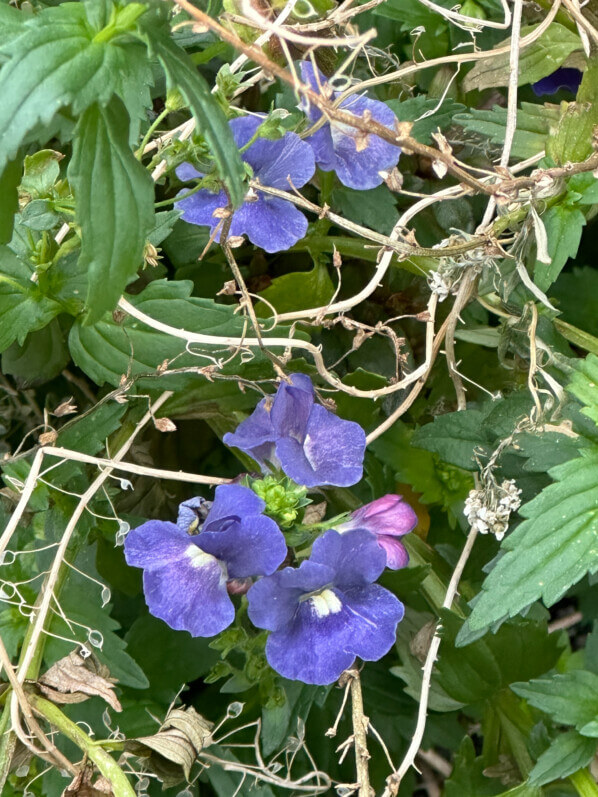 Nemesia fleuri en hiver dans Paris 12e (75)