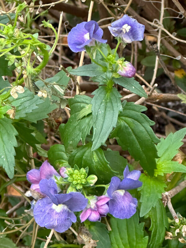 Nemesia fleuri en hiver dans Paris 12e (75)