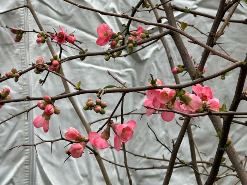 Fleurs de cognassier du Japon en hiver dans Paris (75)