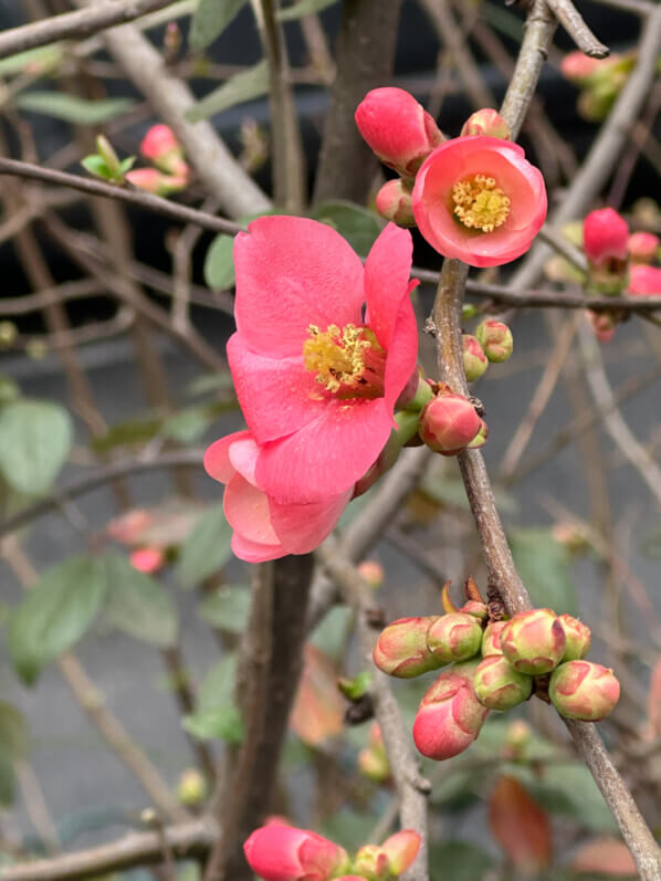 Fleurs de cognassier du Japon en hiver dans Paris (75)