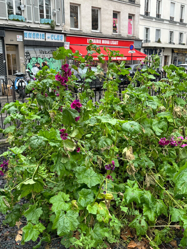 Grande mauve, Malva, Malvacées, plante vivace, floraison hivernale, Paris 12e (75)