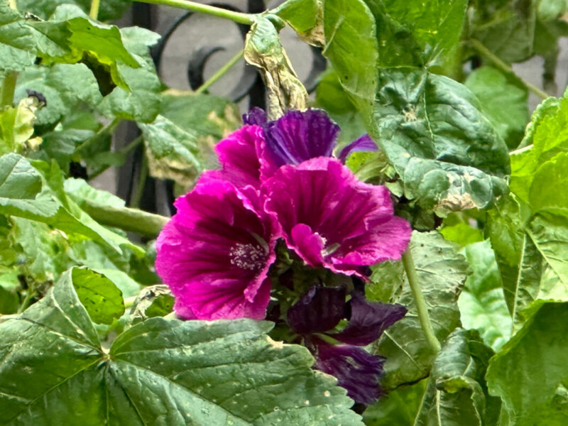 Grande mauve, Malva, Malvacées, plante vivace, floraison hivernale, Paris 12e (75)