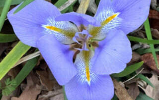 Iris d'Alger (Iris unguuicularis) en hiver dans le Jardin des plantes, Paris 5e (75)